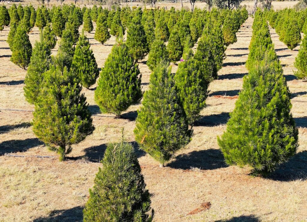 Rows of real Christmas trees growing at a local Christmas tree farm. Fresh, sustainable, hand-grown trees ready for the holiday season, offering a fragrant and bushy option for your home.