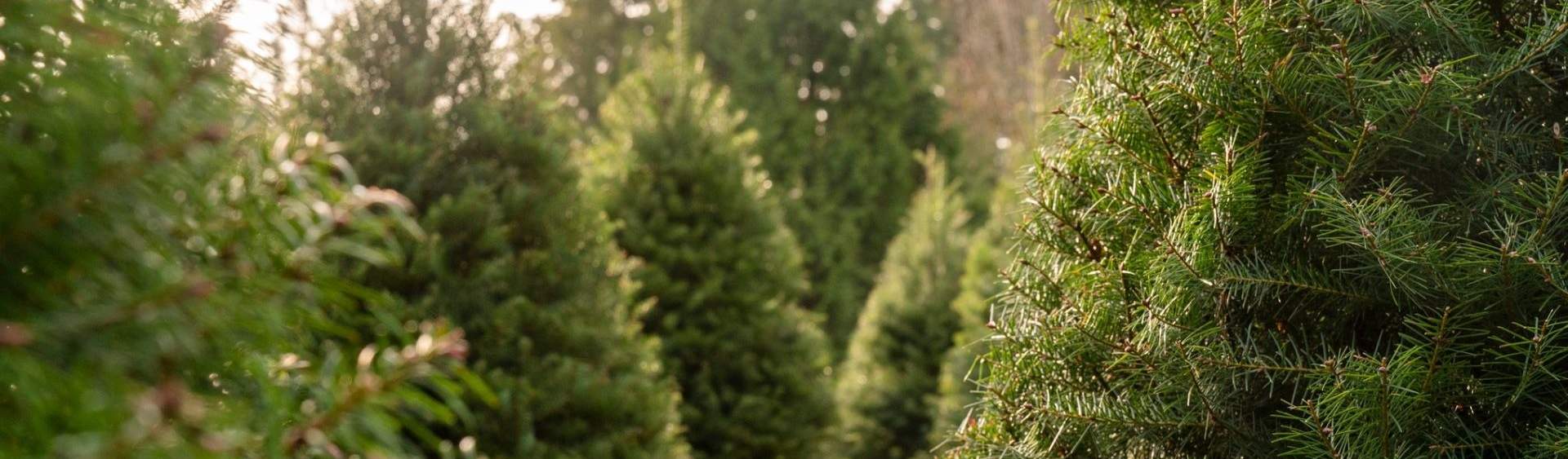 Close-up of real Christmas trees growing on a sustainable Christmas tree farm. Lush, green, and fresh trees ready for harvest, perfect for bringing the holiday spirit into your home.
