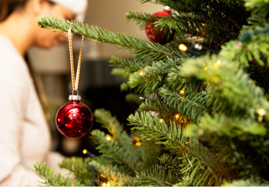 Close-up of a red ornament hanging on a real Christmas tree, with lights and holiday decorations. A person decorating their fresh, locally grown tree for a festive holiday season.