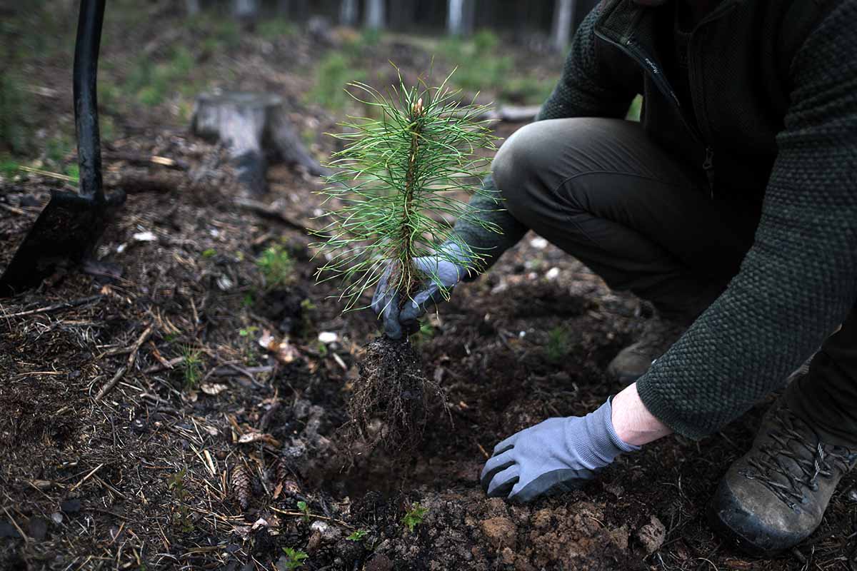A worker planting a young real Christmas tree sapling in a sustainable farm. Eco-friendly practices ensure fresh, locally grown trees for future holiday seasons, supporting environmental sustainability.
