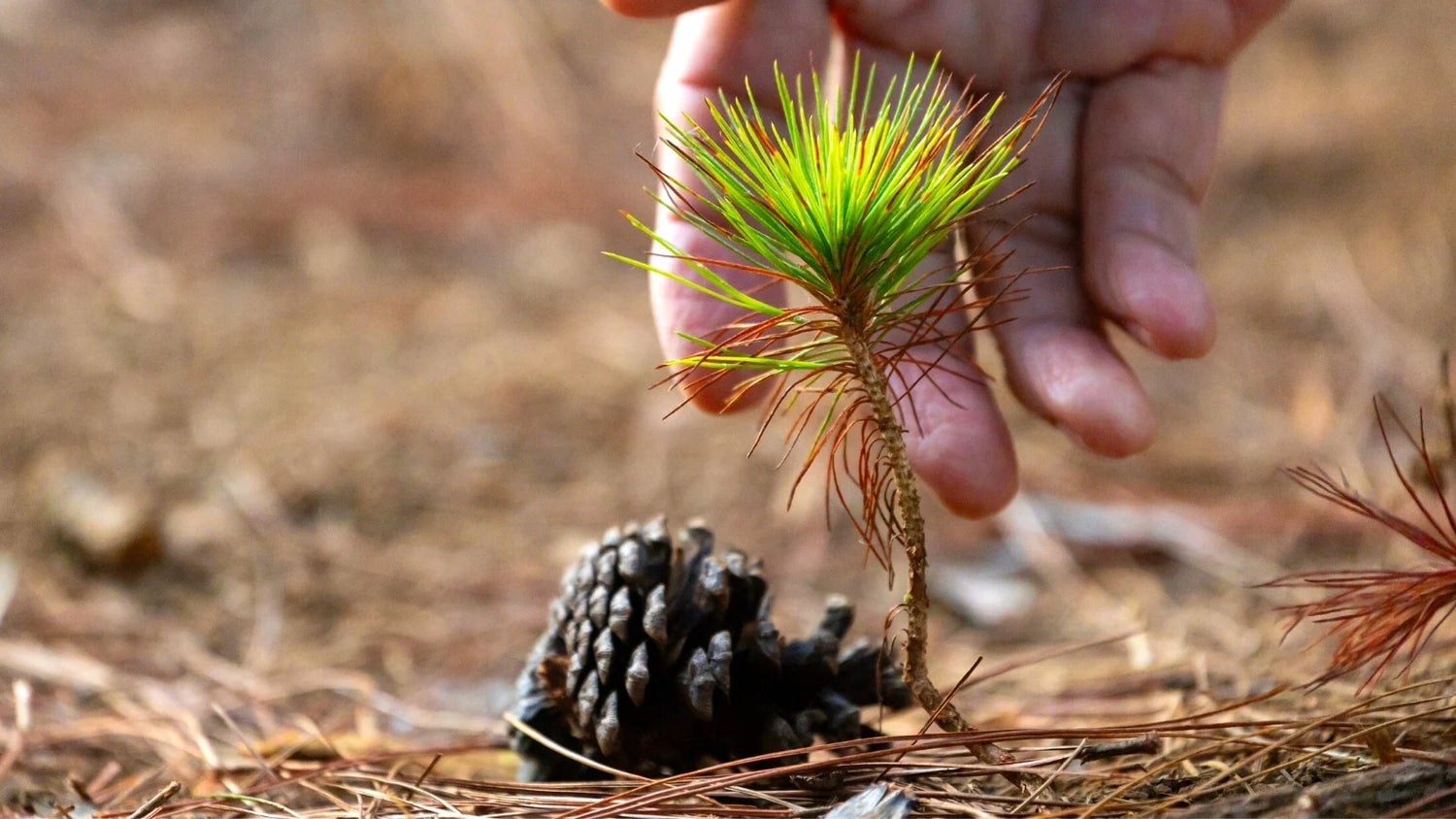 A young Christmas tree seedling being nurtured on a sustainable farm. Focus on eco-friendly practices to grow fresh, real Christmas trees for future holiday seasons.