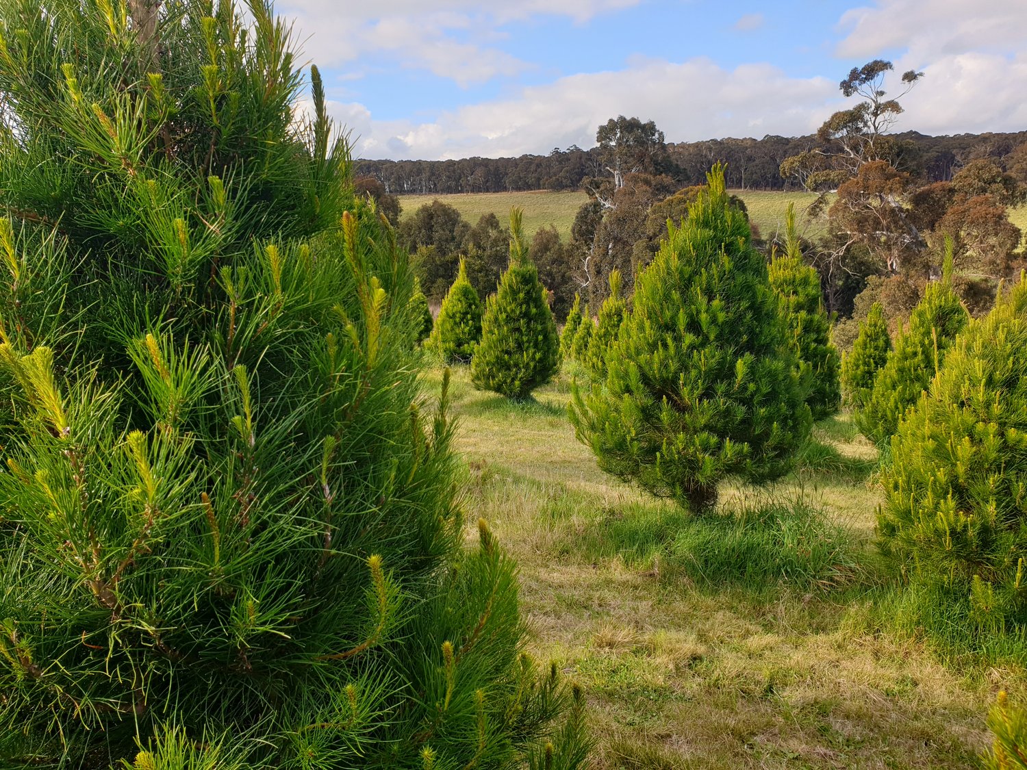 Rows of real Christmas trees growing on a sustainable farm in the Adelaide Hills. Fresh, locally grown trees, ready for the holiday season, bringing natural beauty and festive spirit to homes.